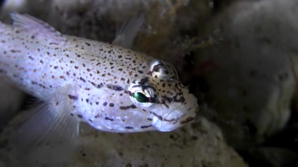 Goby de Bucchich (Gobius bucchichi ). — Vídeo de Stock