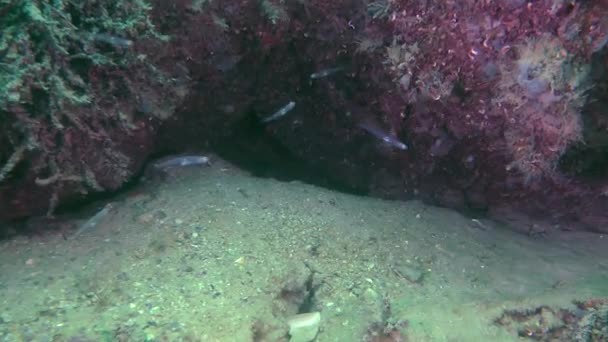 Transparante goby (Aphya minuta). — Stockvideo