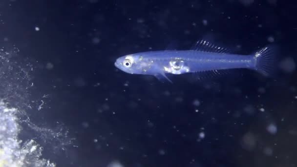 Transparent goby (Aphya minuta). — Stock Video