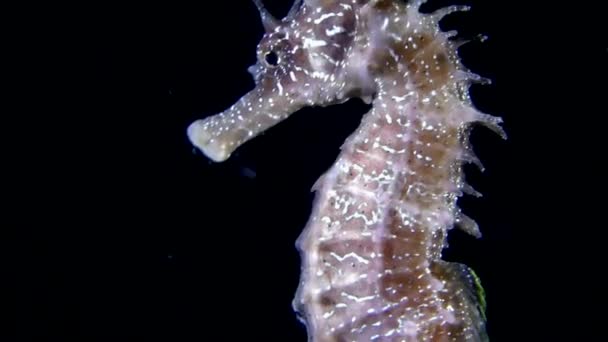Mořský koník (Hippocampus sp.). — Stock video