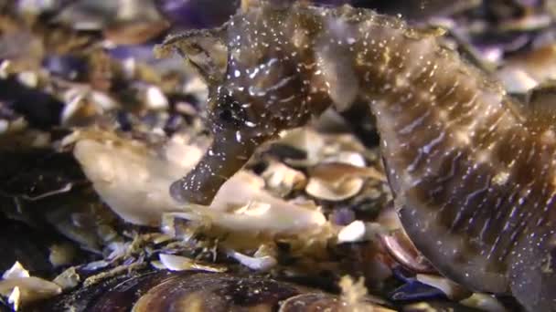 Caballo de mar (Hippocampus sp. .). — Vídeos de Stock