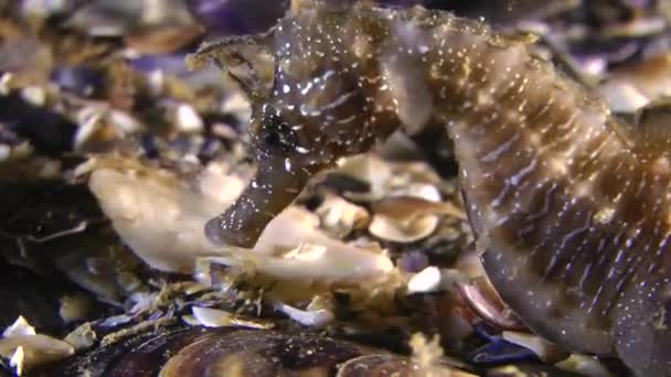 Seahorse (Hippocampus sp.). — Stockvideo