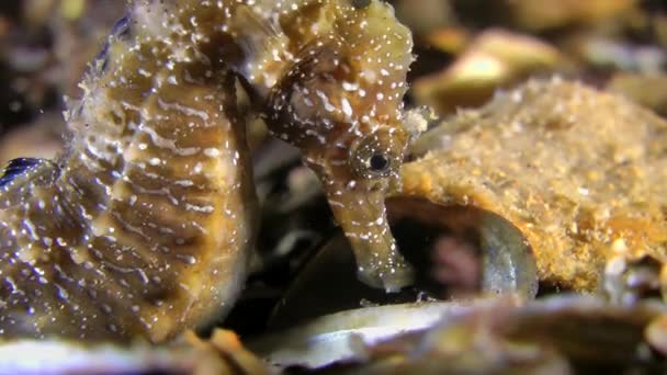 Seahorse (Hippocampus sp.). — Stockvideo