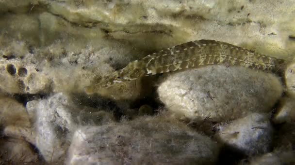 Hustě čtvernohého pipefish (Syngnathus variegatus). — Stock video