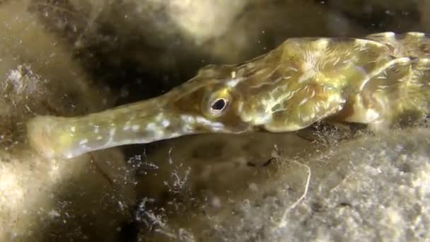 Hustě čtvernohého pipefish (Syngnathus variegatus). — Stock video