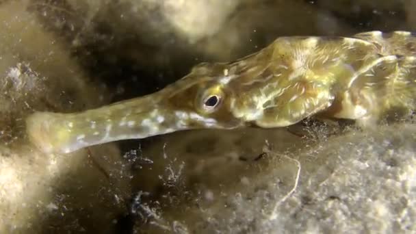 Pesci pipa dal muso spesso (Syngnathus variegatus ). — Video Stock