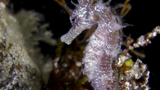 Cavalluccio marino (Hippocampus sp .). — Video Stock