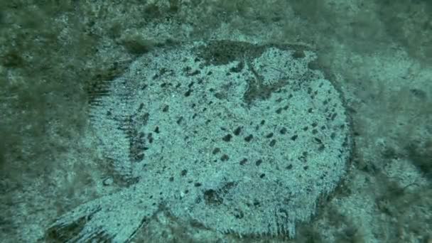 Rodaballo mediterráneo (Scophthalmus maximus ). — Vídeo de stock