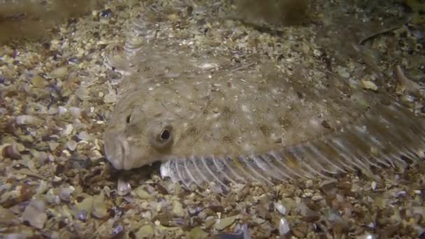 Érdes lepényhal (Platichthys flesus). — Stock videók