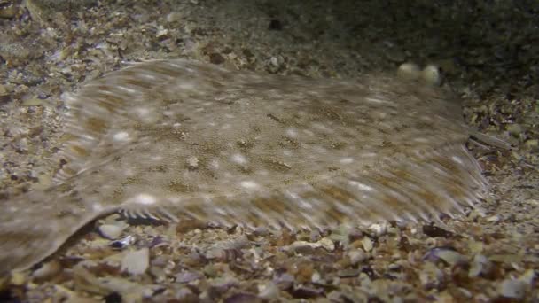 Solha europeia (Platichthys flesus ). — Vídeo de Stock