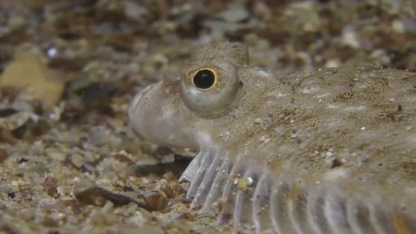 Flounder Eropa (Platichthys flesus ). — Stok Video