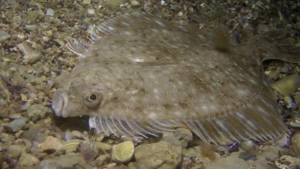 European flounder (Platichthys flesus). — Stock Video