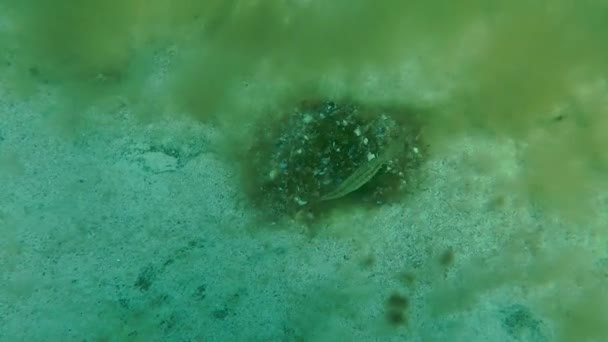 Gris wrasse (Symphodus cinereus ). — Vídeos de Stock