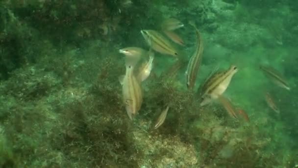 Östra Atlanten Peacock Wrasse (Symphodus tinca)). — Stockvideo