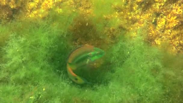 Massa celularizada (Symphodus ocellatus ). — Vídeo de Stock