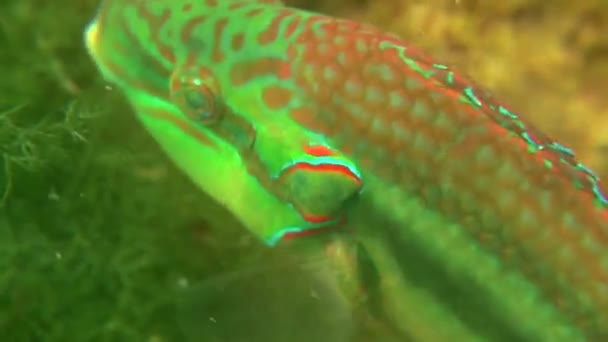 Ocellated wrasse (Symphodus ocellatus). — Stockvideo