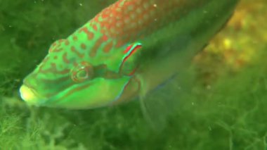 Ocellated wrasse (Symphodus ocellatus).