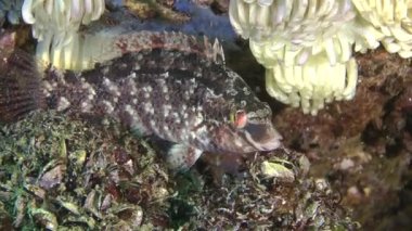 Gri wrasse (Symphodus cinereus).