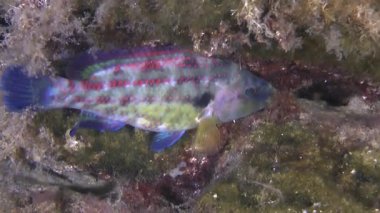 Doğu Atlantik Tavuskuşu Yolu (Symphodus tinca).