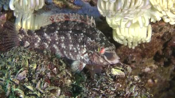 Szürke ajakoshal (Symphodus cinereus). — Stock videók