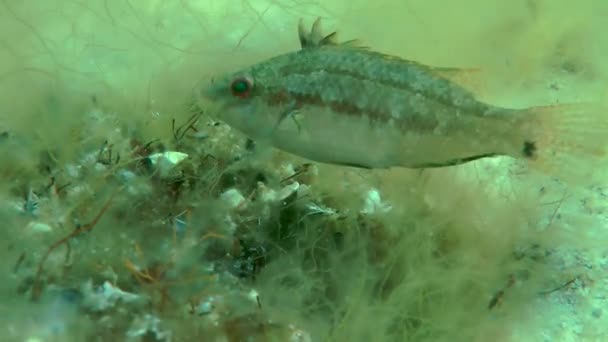 Grå wrasse (Symphodus cinereus). — Stockvideo