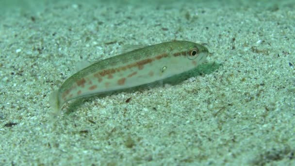 Red mullet (Mullus sp.). — Stok Video