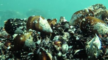 Akdeniz midyesi (Mytilus galloprovincialis).