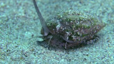 Gastropod kazandı köpek salyangozu (Nassarius reticulatus).