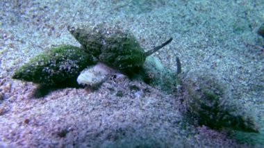 Gastropod kazandı köpek salyangozu (Nassarius reticulatus).
