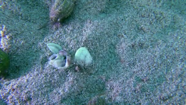 Черевоногих сітчастої собака черевоногих молюсків (Nassarius сітчастий). — стокове відео