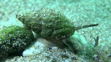 Gastropod kazandı köpek salyangozu (Nassarius reticulatus).