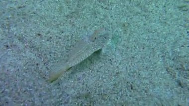 Sailfin dragonet (Callionymus pusillus).