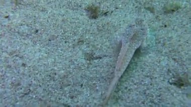 Sailfin dragonet (Callionymus pusillus).