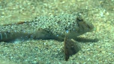 Sailfin dragonet (Callionymus pusillus).