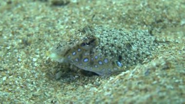 Sailfin dragonet (Callionymus pusillus).