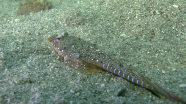 Sailfin dragonet (Callionymus pusillus).