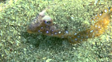 Sailfin dragonet (Callionymus pusillus).