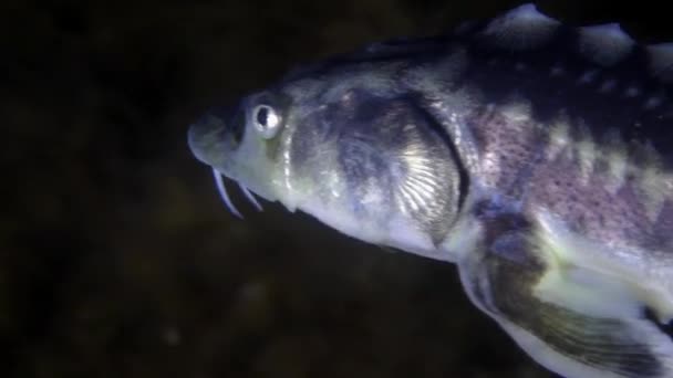 Rus mersin balığı (Acipenser gueldenstaedtii). — Stok video