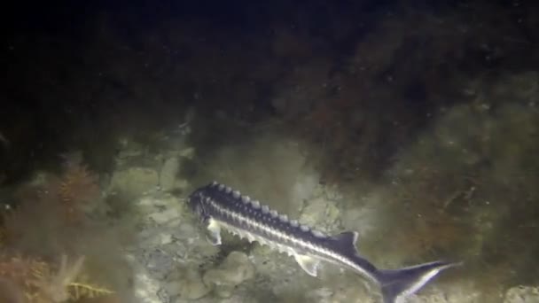 Russian sturgeon (Acipenser gueldenstaedtii). — Stock Video