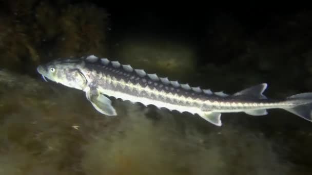 Russian sturgeon (Acipenser gueldenstaedtii). — Stock Video