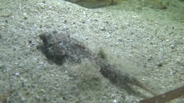 Aletón dragonet (Callionymus pusillus). — Vídeos de Stock