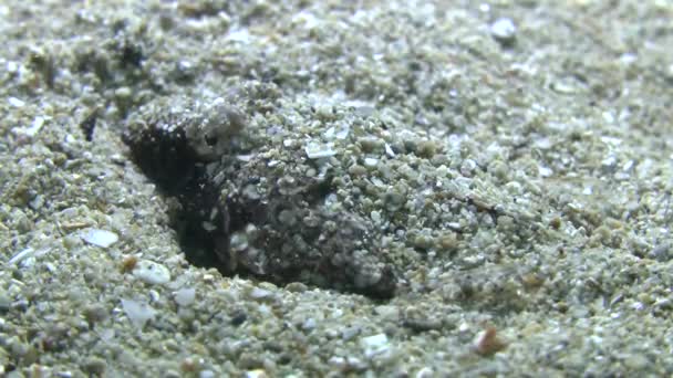 Dragão-de-barbatana (Callionymus pusillus ). — Vídeo de Stock