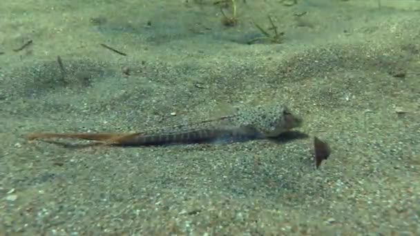 Žralok dragonet (Callionymus maličký). — Stock video