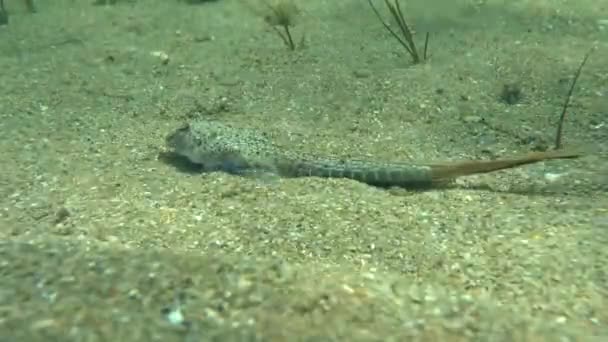 Морской дракон (Callionymus pusillus ). — стоковое видео