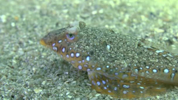 Dragão-de-barbatana (Callionymus pusillus ). — Vídeo de Stock