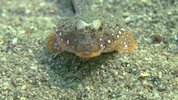 Žralok dragonet (Callionymus maličký). — Stock video