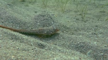 Sailfin dragonet (Callionymus pusillus).