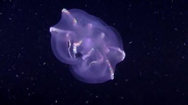 Siğil gibi tarak jöle (Mnemiopsis leidyi).