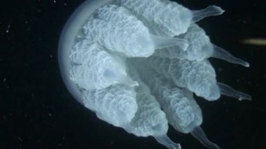 Varil denizanası (Rhizostoma pulmo).