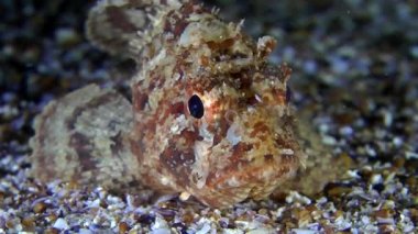 Siyah scorpionfish (Scorpaena sp.).